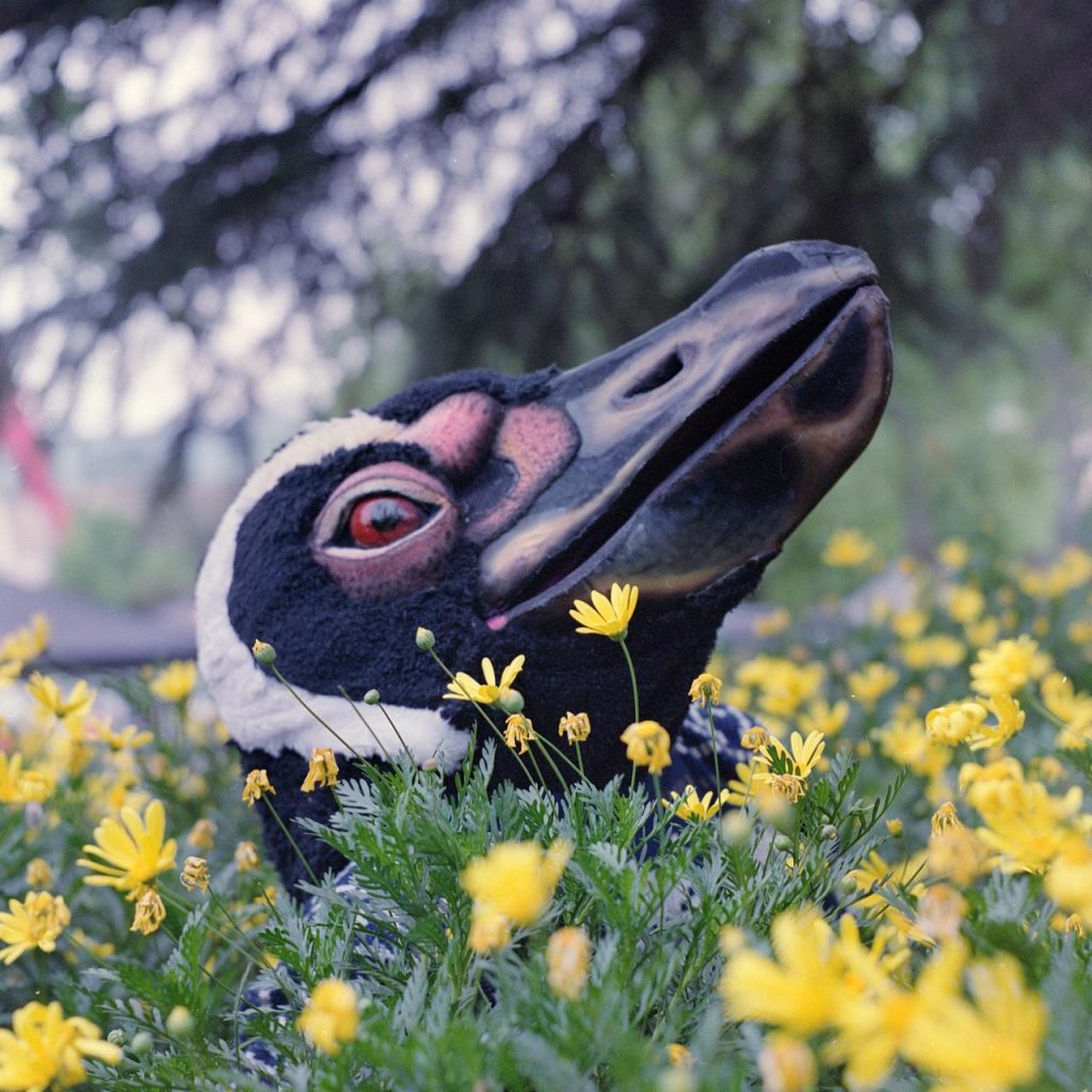 Proyecto Pinguino - Dir. Pablo Valladares